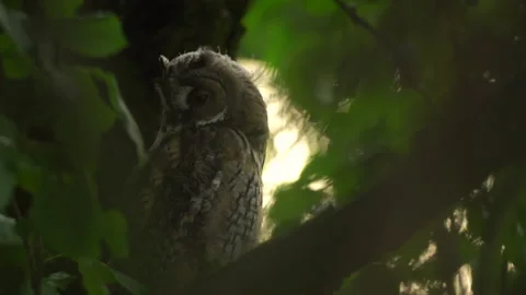 Close up of young long eared owl (Asio otus) sitting and falling asleep on. Stock Footage 144037612