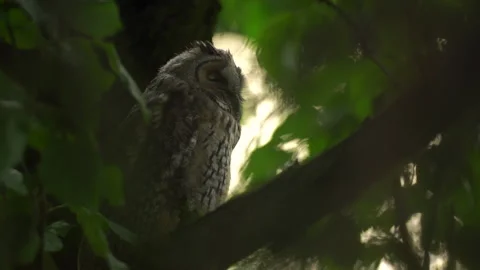 Close up of young long eared owl (Asio otus) sitting and falling asleep on. Stock Footage 144038743