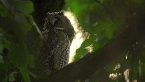 Close up of young long eared owl (Asio otus) sitting and sleeping Stock Footage 144039042