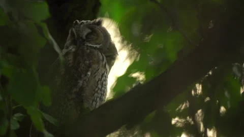 Close up of young long eared owl (Asio otus) sitting and sleeping Stock Footage 144039940