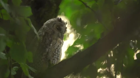 Close up of young long eared owl (Asio otus) gazing from the tree by big eyes. Stock Footage 144040987
