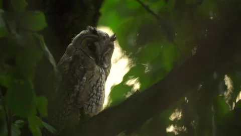 Close up of young long eared owl (Asio otus) gazing from the tree by big eyes. Stock Footage 144044079