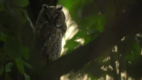Close up of young long eared owl (Asio otus) gazing from the tree by big eyes. Stock Footage 144044155
