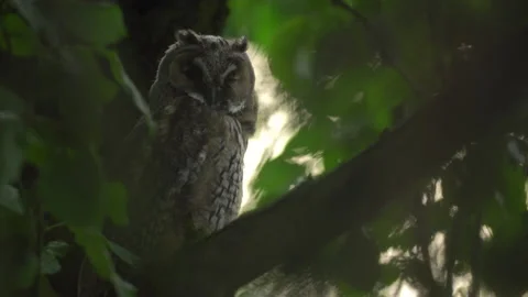 Close up of young long eared owl (Asio otus) sitting and waking up. Stock Footage 144090001