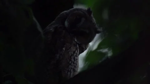 Close up of young long eared owl (Asio otus) gazing bizarrely. Stock Footage 144090225