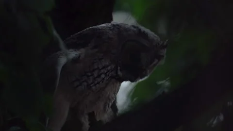 Close up of young long eared owl (Asio otus) group stretching. Stock Footage 144093087