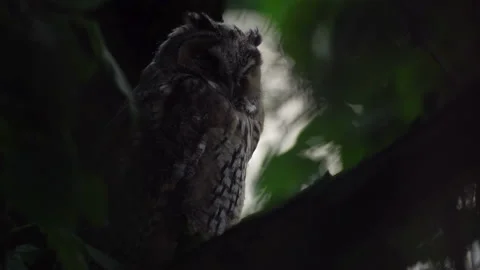 Close up of young long eared owl (Asio otus) sitting and sleeping Stock Footage 144155743