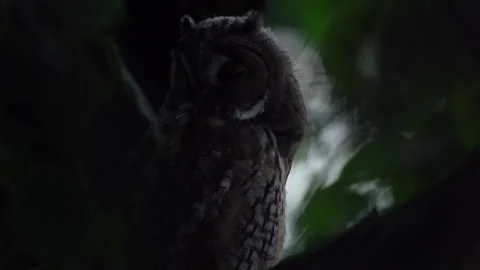 Close up of young long eared owl (Asio otus) sitting and waking up. Stock Footage 144158837