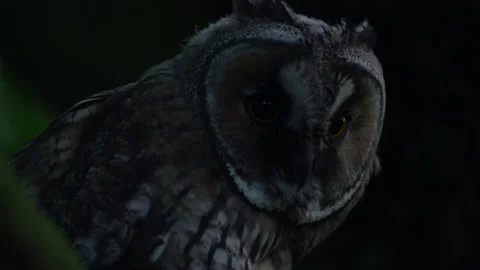 Close up of young long eared owl (Asio otus) yawning tired. Stock Footage 144160068