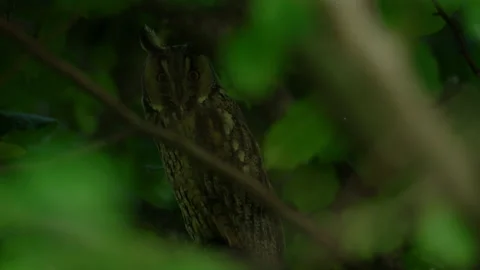 Close up of young long eared owl (Asio otus) taking off. Stock Footage 144382475