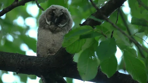 Close up of young long eared owl (Asio otus) sitting and falling asleep on. Stock Footage 144383072