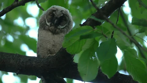 Close up of young long eared owl (Asio otus) sitting and sleeping Stock Footage 144383733