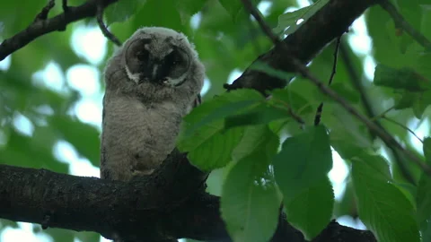 Close up of young long eared owl (Asio otus) sitting and waking up. Stock Footage 144384760