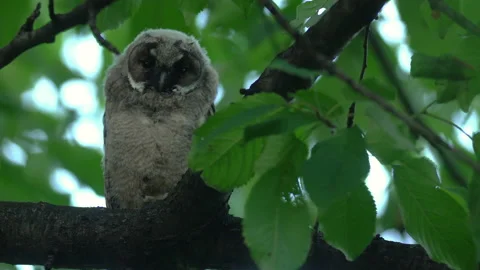 Close up of young long eared owl (Asio otus) sitting and waking up. Stock Footage 144384883