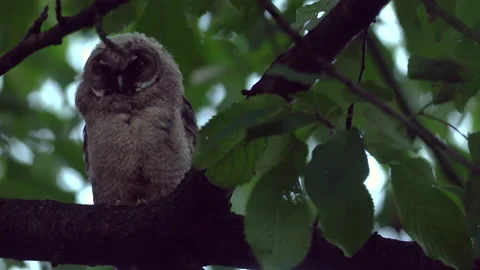 Close up of young long eared owl (Asio otus) sitting and waking up. Stock Footage 144386214