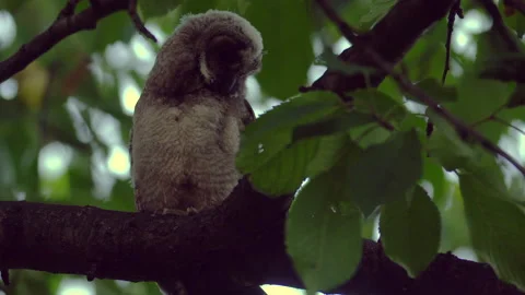 Close up of young long eared owl (Asio otus) gazing from the tree by big eyes. Stock Footage 144387093
