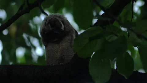Close up of young long eared owl (Asio otus) gazing from branch during dusk. Stock Footage 144388320