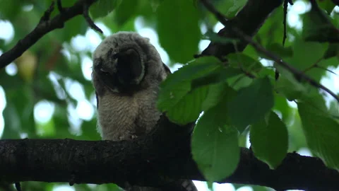 Close up of young long eared owl (Asio otus) gazing bizarrely. Stock Footage 144388338