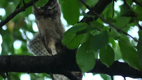 Close up of young long eared owl (Asio otus) yawning tired. Stock Footage 144390610