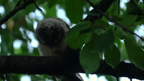 Close up of young long eared owl (Asio otus) gazing from branch during dusk. Stock Footage 144391591