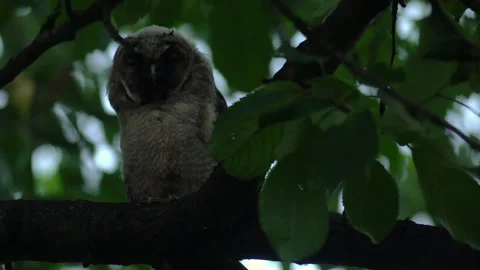 Close up of young long eared owl (Asio otus) yawning tired. Stock Footage 144398447