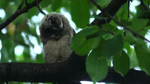 Close up of young long eared owl (Asio otus) yawning tired. Stock Footage 144400838