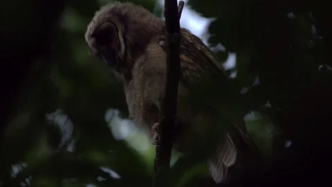 Close up of young long eared owl (Asio otus) gazing from branch during dusk. Stock Footage 144405676