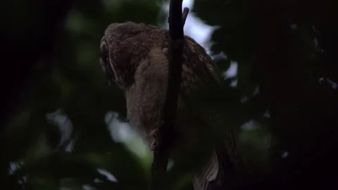 Close up of young long eared owl (Asio otus) gazing from branch during dusk. Stock Footage 144407452