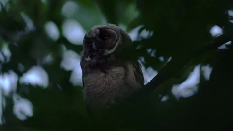 Close up of young long eared owl (Asio otus) taking off. Stock Footage 144408221