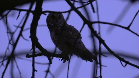 Close up of young long eared owl (Asio otus) gazing during dusk. Stock Footage 144408466