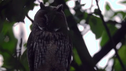 Close up of young long eared owl (Asio otus) sitting and sleeping Stock Footage 144446525