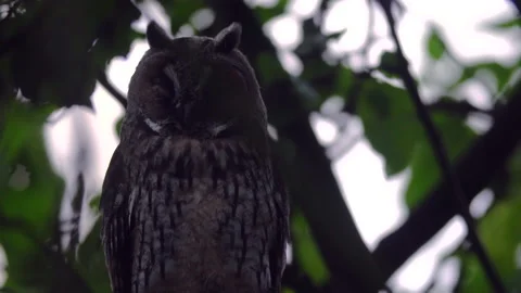Close up of young long eared owl (Asio otus) sitting and waking up. Stock Footage 144446825