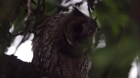 Close up of young long eared owl (Asio otus) gazing from branch during dusk. Stock Footage 144449453