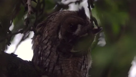 Close up of young long eared owl (Asio otus) gazing from branch during dusk. Stock Footage 144452473