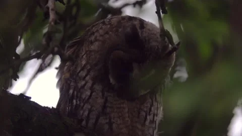 Close up of young long eared owl (Asio otus) falling asleep during dusk. Stock Footage 144452584