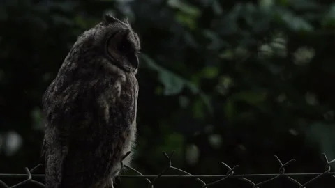 Close up of young long eared owl (Asio otus) gazing on wire fence during dusk. Stock Footage 144457583