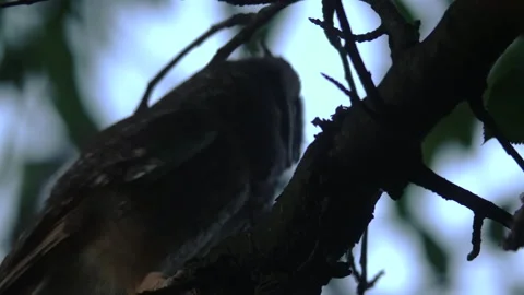Close up of young long eared owl (Asio otus) taking off during dusk. Stock Footage 144459523