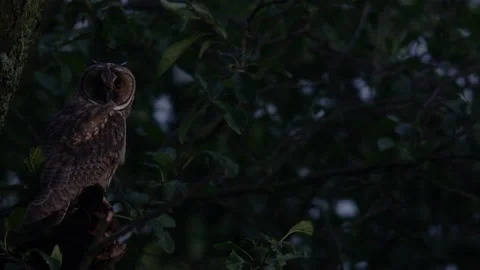 Close up of young long eared owl (Asio otus) gazing during dusk. Stock Footage 144460314