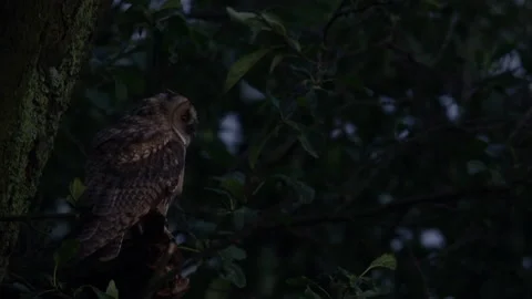 Close up of young long eared owl (Asio otus) gazing during dusk. Stock Footage 144460467