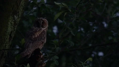 Close up of young long eared owl (Asio otus) gazing during dusk. Stock Footage 144460528