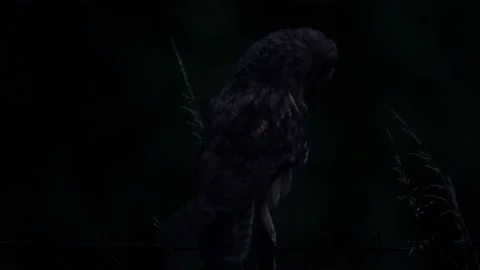 Close up of young long eared owl (Asio otus) taking off during dusk. Stock Footage 144462818