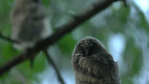 Close up of young long eared owl (Asio otus) group sitting and falling asleep. Stock Footage 145335589