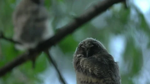 Close up of young long eared owl (Asio otus) group sitting and waking up. Stock Footage 145335878