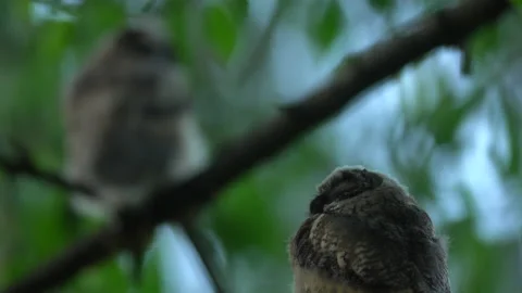 Close up of young long eared owl (Asio otus) group sitting and sleeping. Stock Footage 145357655