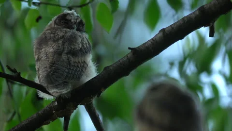Close up of young long eared owl (Asio otus) group sitting and waking up. Stock Footage 145359472