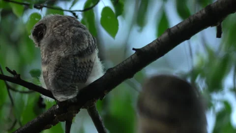 Close up of young long eared owl (Asio otus) group gazing by big eyes. Stock Footage 145360618