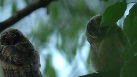Close up of young long eared owl (Asio otus) group gazing by big eyes. Stock Footage 145364024