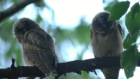 Close up of young long eared owl (Asio otus) group gazing bizarrely by big eyes. Stock Footage 145364577