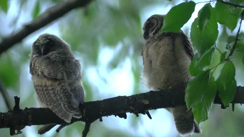 Close up of young long eared owl (Asio otus) group gazing by big eyes. Stock Footage 145368504