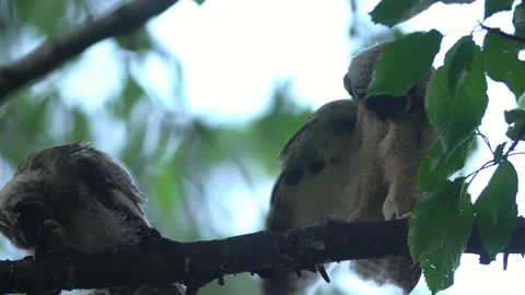 Close up of young long eared owl (Asio otus) group gazing bizarrely by big eyes. Stock Footage 145425120